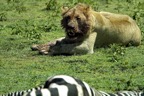 serengeti141_leeuw.jpg