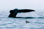 walvis09.jpg